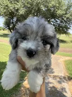 Snickers (Toy Aussiedoodle), a male Poodle - Toy  and Toy Australian Shepherd for sale in Clarksville, TX – 8 of 10