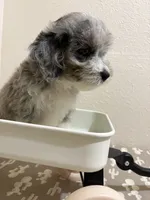 Snickers (Toy Aussiedoodle), a male Poodle - Toy  and Toy Australian Shepherd for sale in Clarksville, TX – 3 of 10