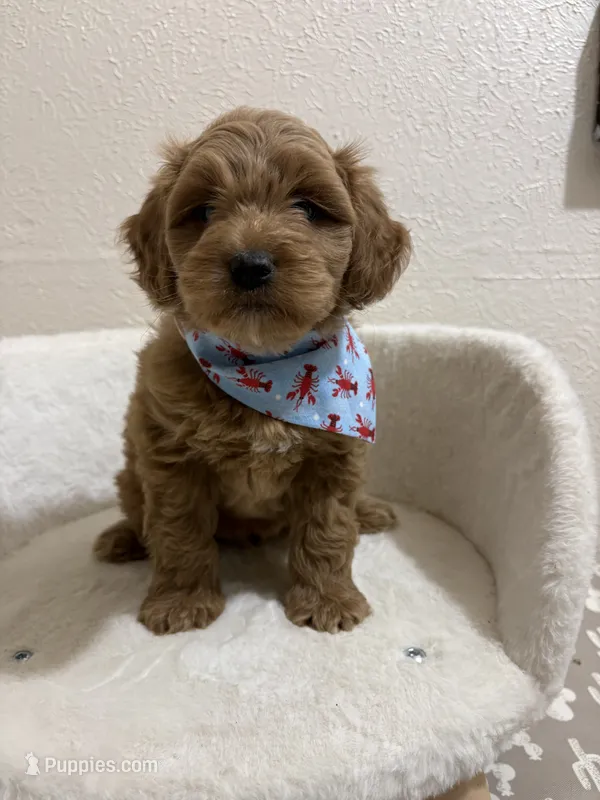 Thor – Miniature Goldendoodle puppy for sale in Clarksville, TX