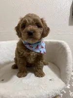 Thor, a male Miniature Goldendoodle for sale in Clarksville, TX – 1 of 4