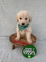 Brew, a male Goldendoodle for sale in Clarksville, TX – Photo 1 of 5