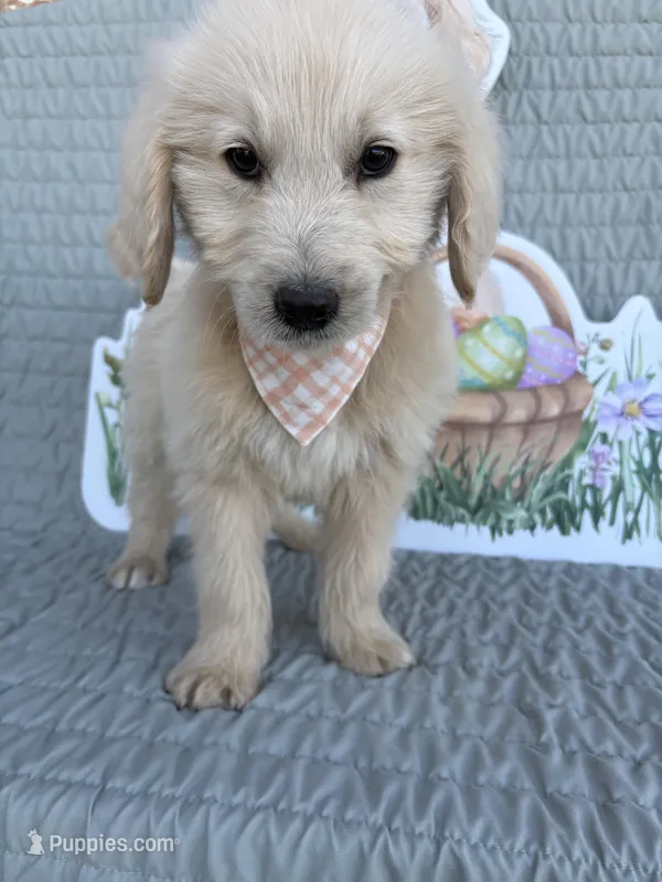 Brew – Goldendoodle puppy for sale in Clarksville, TX