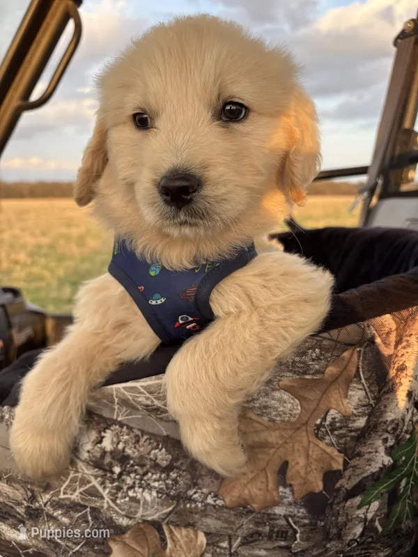 Brew – Goldendoodle puppy for sale in Clarksville, TX