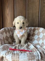 Brew, a male Goldendoodle for sale in Clarksville, TX – Photo 5 of 5