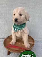 Brew, a male Goldendoodle for sale in Clarksville, TX – Photo 2 of 5