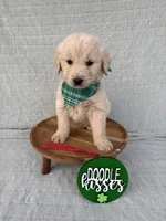 Brew, a male Goldendoodle for sale in Clarksville, TX – Photo 3 of 5