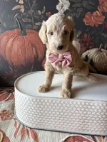 Candy Corn (F1B Meduim), a female Goldendoodle for sale in Clarksville, TX – 3 of 5