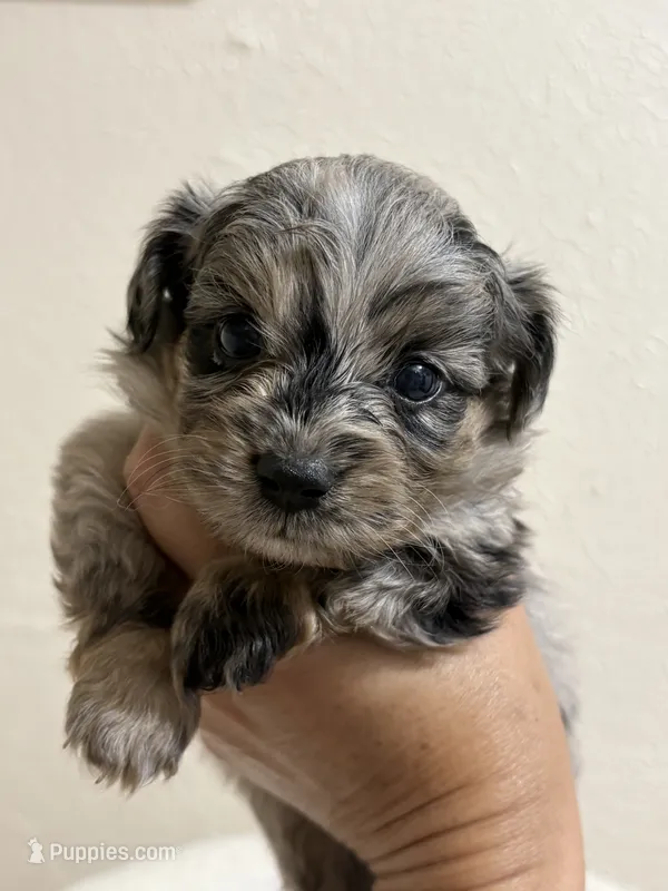 Kit Kat – Miniature Aussiedoodle puppy for sale in Clarksville, TX