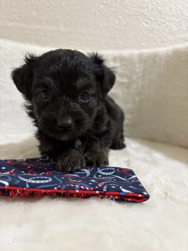 Rolo – Miniature Aussiedoodle puppy for sale in Clarksville, TX