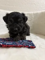 Rolo, a male Miniature Aussiedoodle for sale in Clarksville, TX – 1 of 3