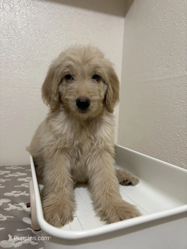 Dolly (F1B Medium) – Goldendoodle puppy for sale in Clarksville, TX