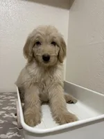 Dolly (F1B Medium), a female Goldendoodle for sale in Clarksville, TX – 1 of 3