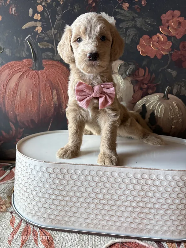 Candy Corn (F1B Meduim) – Goldendoodle puppy for sale in Clarksville, TX