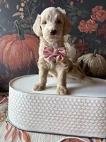 Candy Corn (F1B Meduim), a female Goldendoodle for sale in Clarksville, TX – 1 of 5