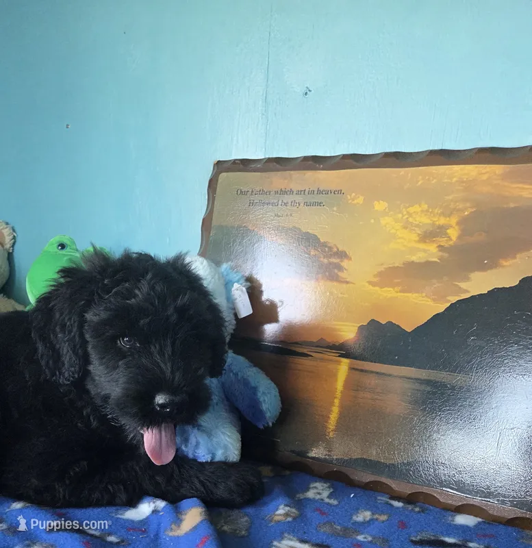 Patrick – Giant Schnauzer puppy for sale in Sheldon, IA