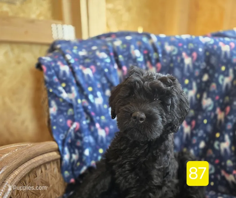 Courtney – Giant Schnauzer puppy for sale in Sheldon, IA