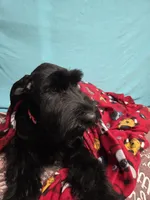 Lindy, a female Giant Schnauzer for sale in Sheldon, IA – Photo 1 of 2