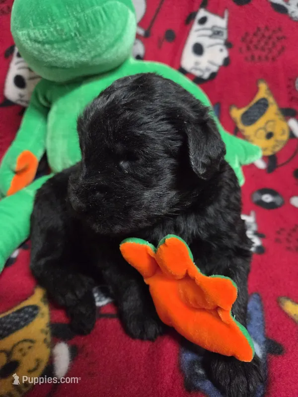 Brooklyn, a female Giant Schnauzer for sale in Sheldon, IA – 1 of 2