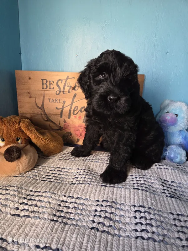 Sophie – Giant Schnauzer puppy for sale in Sheldon, IA