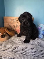 Sophie, a female Giant Schnauzer for sale in Sheldon, IA – 1 of 4