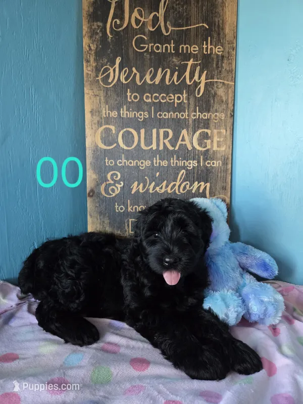 Raven – Giant Schnauzer puppy for sale in Sheldon, IA