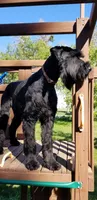 Jasmine female, a female Giant Schnauzer for sale in Sheldon, IA – Photo 3 of 4