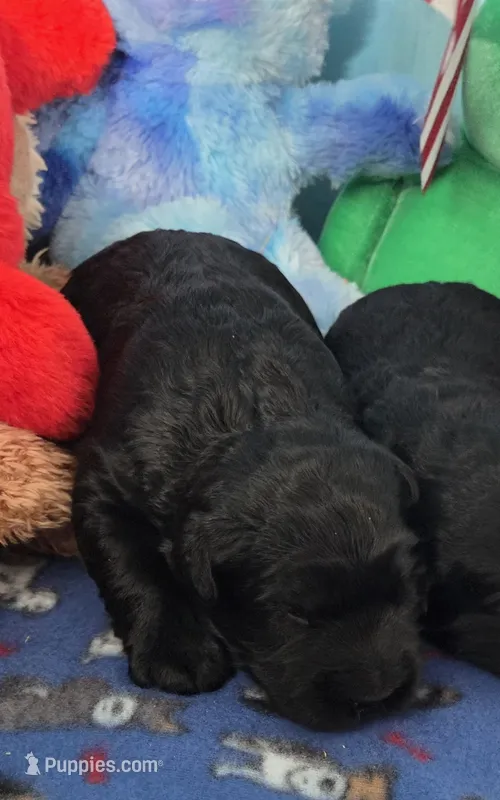 Raven – Giant Schnauzer puppy for sale in Sheldon, IA