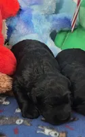 Raven, a female Giant Schnauzer for sale in Sheldon, IA – 1 of 1