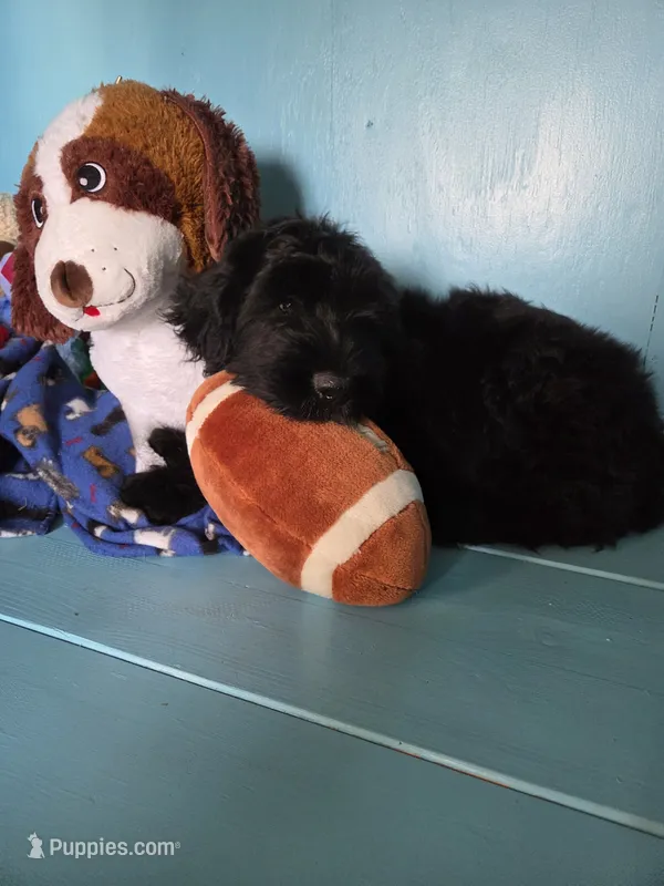Patrick – Giant Schnauzer puppy for sale in Sheldon, IA