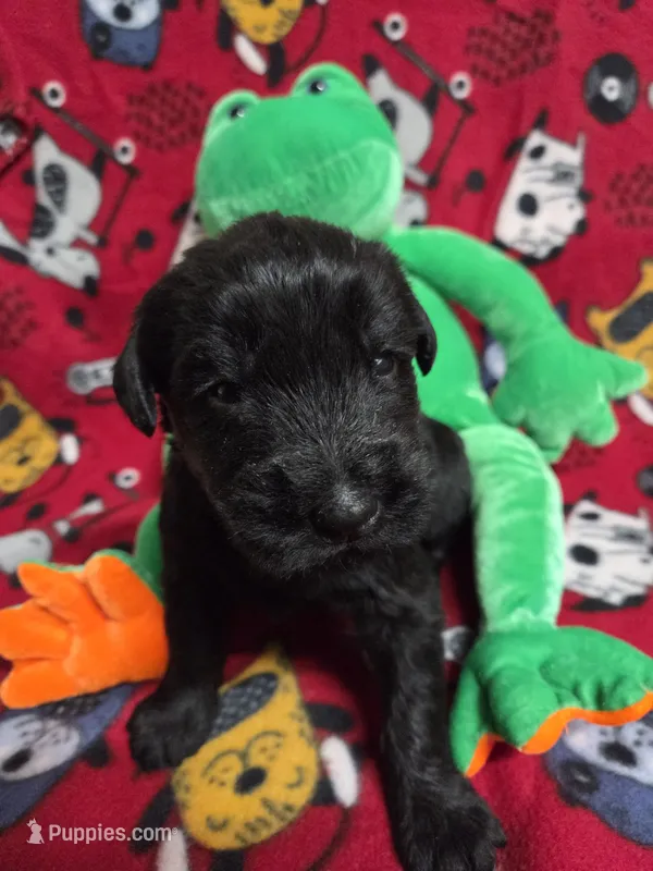 LIam – Giant Schnauzer puppy for sale in Sheldon, IA