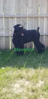 Cameron, a male Giant Schnauzer for sale in Sheldon, IA – 3 of 3