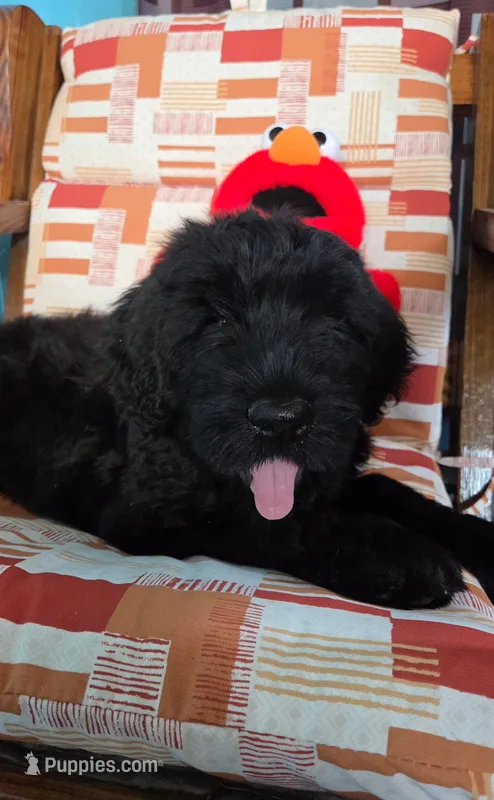 Liam – Giant Schnauzer puppy for sale in Sheldon, IA