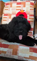 Liam, a male Giant Schnauzer for sale in Sheldon, IA – 1 of 1