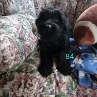 Barbie, a female Giant Schnauzer for sale in Sheldon, IA – Photo 1 of 2