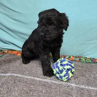 Barbie, a female Giant Schnauzer for sale in Sheldon, IA – Photo 2 of 2