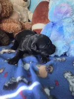 Cameron, a male Giant Schnauzer for sale in Sheldon, IA – 1 of 3