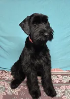 Lilly, a female Giant Schnauzer for sale in Sheldon, IA – Photo 2 of 2