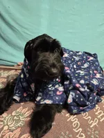 Lilly, a female Giant Schnauzer for sale in Sheldon, IA – Photo 1 of 2