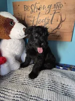 Lena, a female Giant Schnauzer for sale in Sheldon, IA – 1 of 1