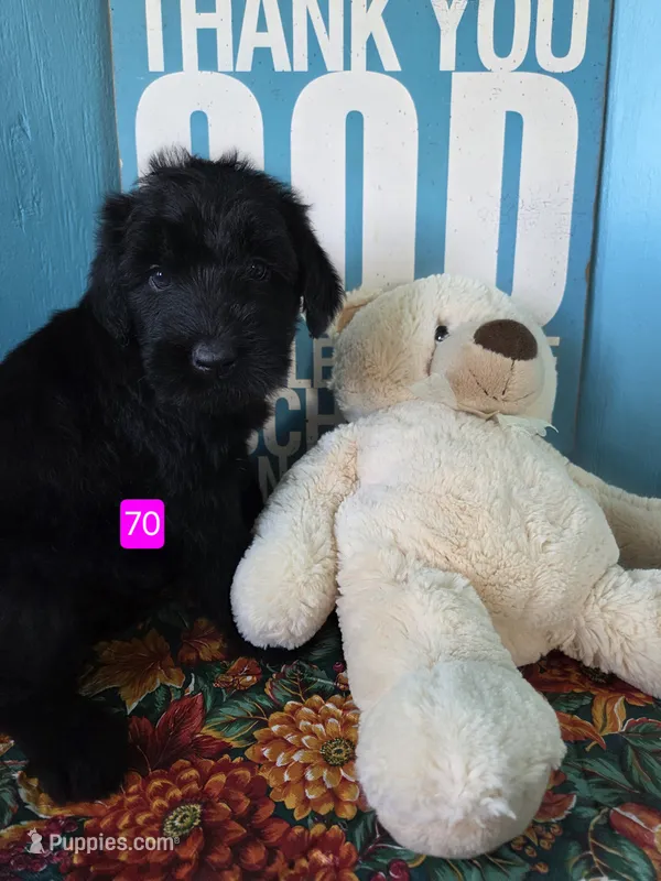 Brooklyn – Giant Schnauzer puppy for sale in Sheldon, IA