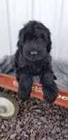 Jasmine male, a male Giant Schnauzer for sale in Sheldon, IA – Photo 1 of 3