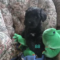 Brittney, a female Giant Schnauzer for sale in Sheldon, IA – Photo 1 of 3