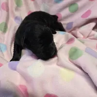 Brittney, a female Giant Schnauzer for sale in Sheldon, IA – Photo 3 of 3