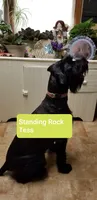 Peyton, a female Giant Schnauzer for sale in Sheldon, IA – 2 of 3
