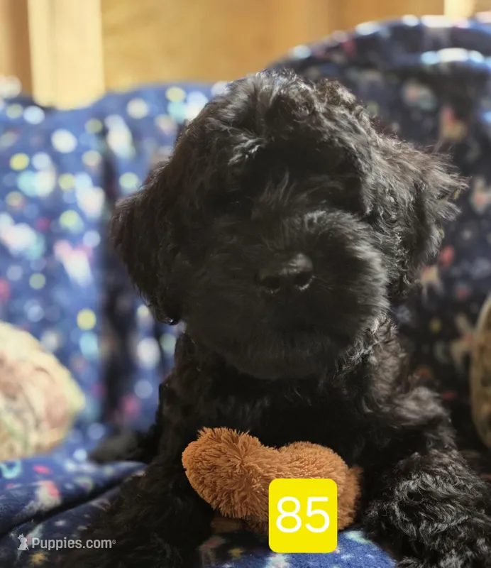 Missy – Giant Schnauzer puppy for sale in Sheldon, IA