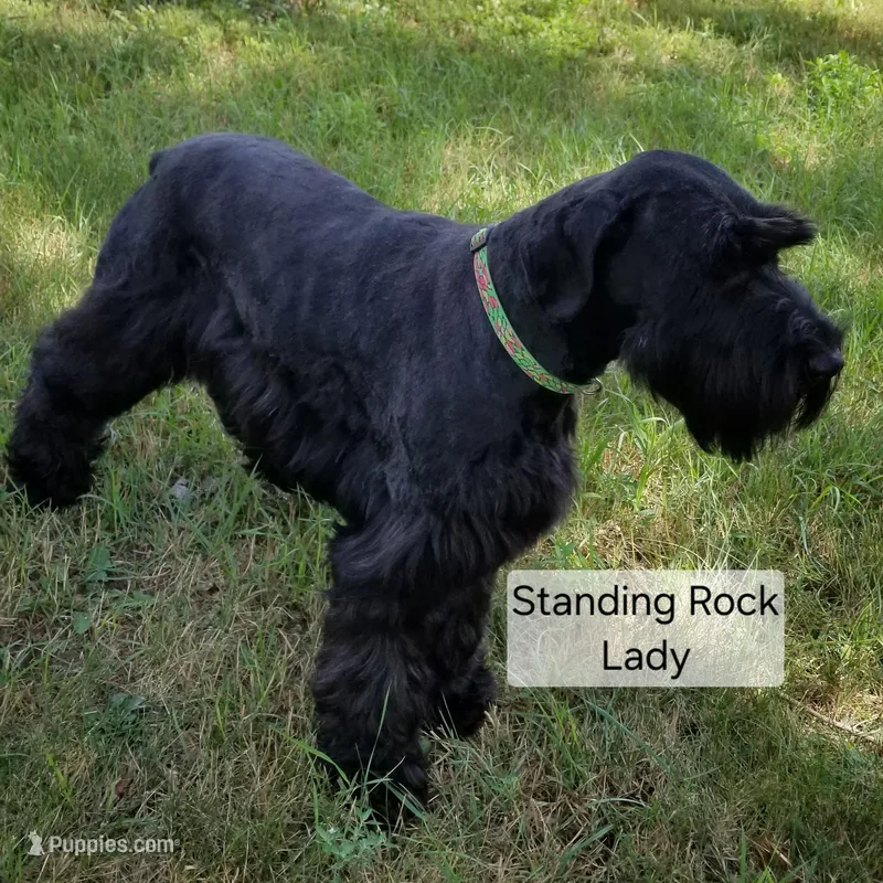 Lady's female puppy, a female Giant Schnauzer for sale in Sheldon, IA – 1 of 1
