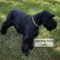 Lady's female puppy, a female Giant Schnauzer for sale in Sheldon, IA – 1 of 1