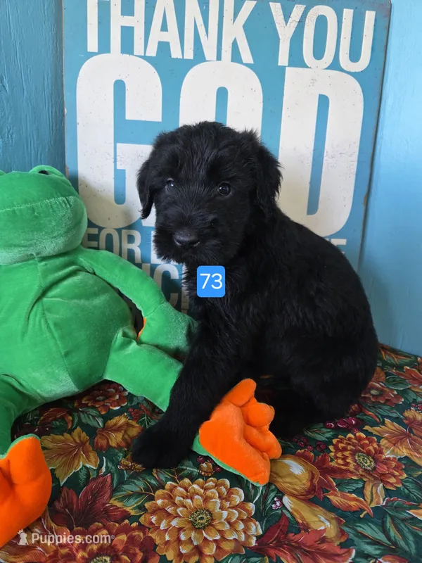 Chief – Giant Schnauzer puppy for sale in Sheldon, IA