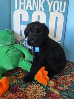 Chief, a male Giant Schnauzer for sale in Sheldon, IA – 1 of 1