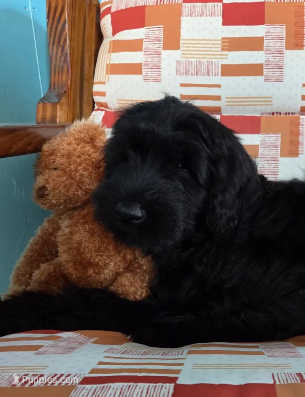 Patrick – Giant Schnauzer puppy for sale in Sheldon, IA
